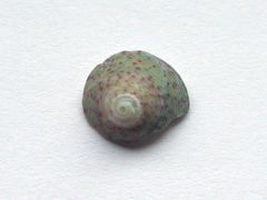 Steromphala divaricata