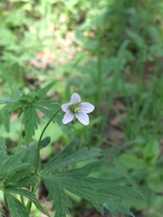 Geranium asiaticum