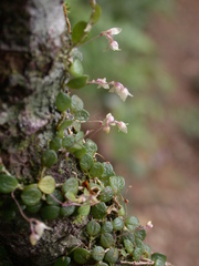 Bulbophyllum tokioi