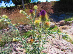 Cirsium rhaphilepis