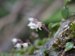 Bulbophyllum tokioi