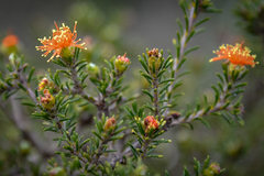 Melaleuca asterocarpa