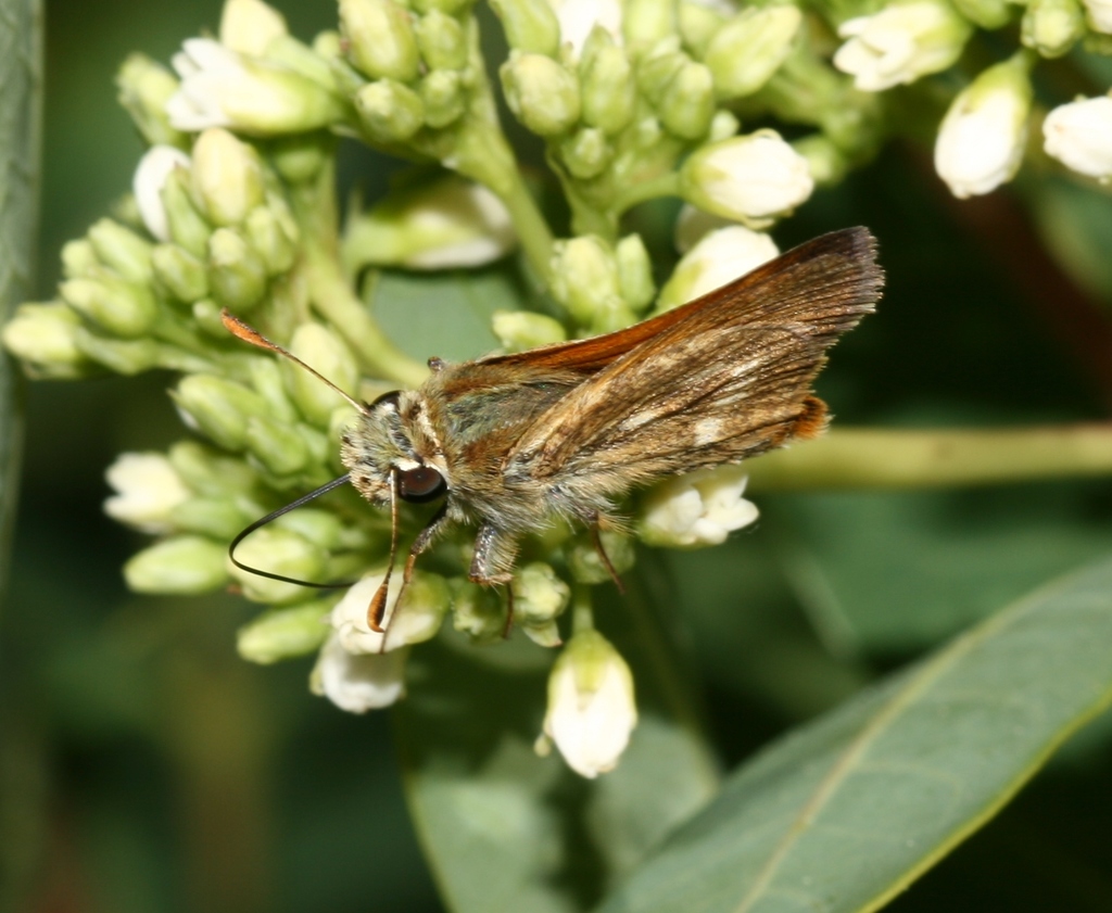 Sonoran Skipper
