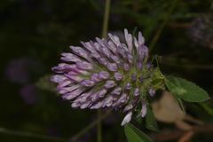 Trifolium pratense