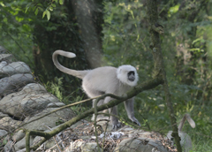Semnopithecus schistaceus