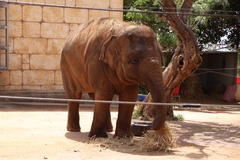 Elephantidae