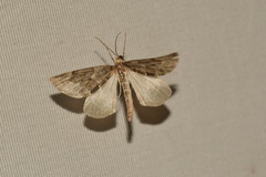 Thera obeliscata