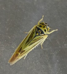 Eupterycyba jucunda