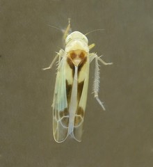 Edwardsiana gratiosa