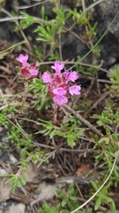 Thymus granatensis