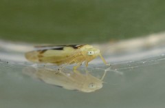 Edwardsiana gratiosa