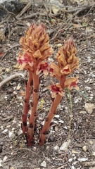 Orobanche austrohispanica
