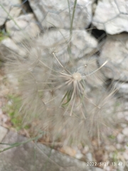 Tragopogon castellanus