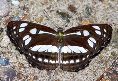 Neptis hylas