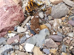 Coladenia hoenei