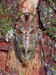 Pomponia dolosa