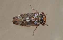 Balcanocerus larvatus
