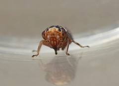 Balcanocerus larvatus