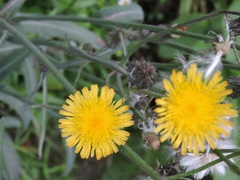 Sonchus wightianus