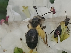 Andrena crataegi