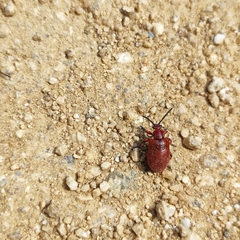 Lilioceris merdigera