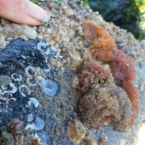 Artedius lateralis