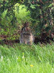 Sylvilagus floridanus