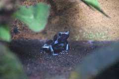 Dendrobates
