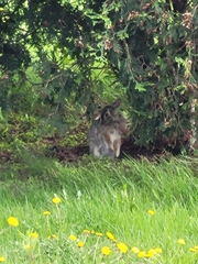 Sylvilagus floridanus