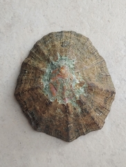 Scutellastra tabularis