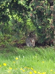 Sylvilagus floridanus