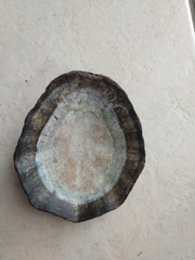 Scutellastra tabularis