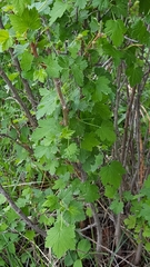 Ribes hirtellum