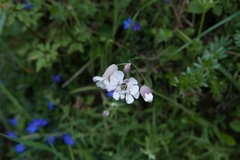 Silene uniflora uniflora