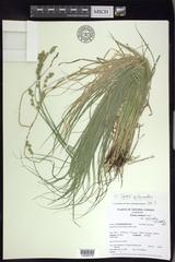 Carex echinodes