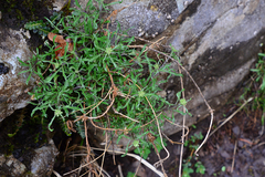 Helichrysum plicatum