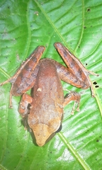 Craugastor metriosistus