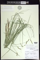 Carex echinodes