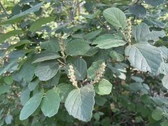 Fothergilla gardenii