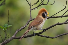 Paradoxornis guttaticollis