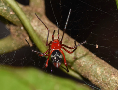 Dimidamus dimidiatus