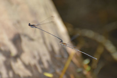 Prodasineura autumnalis