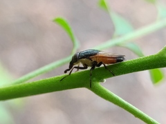 Idiella