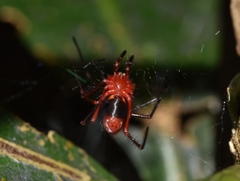 Dimidamus dimidiatus