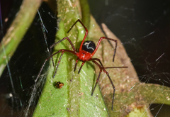 Dimidamus dimidiatus