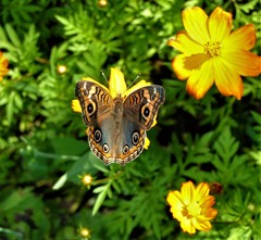 Junonia genoveva hilaris