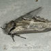 Apple Hawkmoth - Photo (c) Foley Conifers, some rights reserved (CC BY-NC), uploaded by Foley Conifers