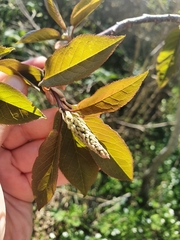Prunus ssiori