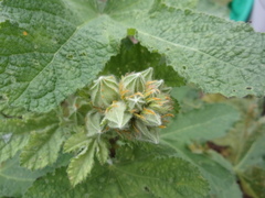 Puccinia malvacearum