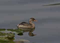 Tachybaptus ruficollis